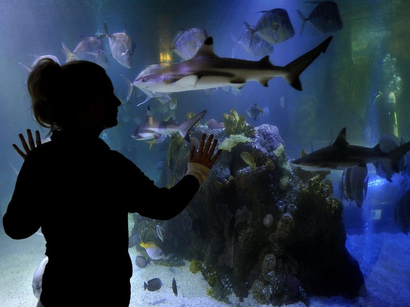 ith interactive rock pools, play areas and friendly staff, SEALIFE is a family favourite for a wet weather day.