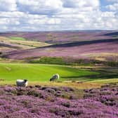 Kildale Moor, North York Moors