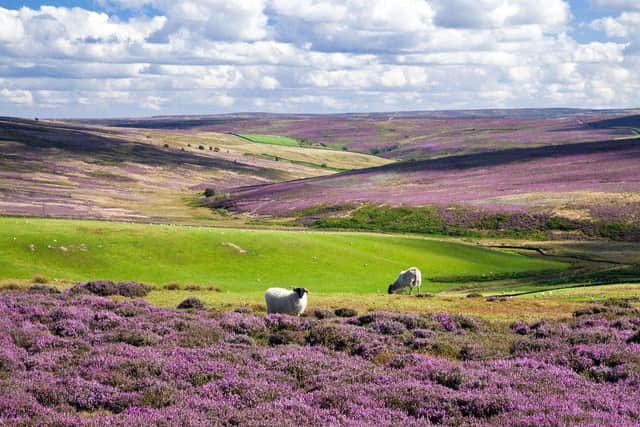 Kildale Moor, North York Moors