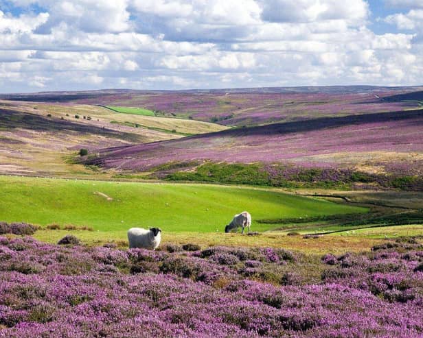 Kildale Moor, North York Moors