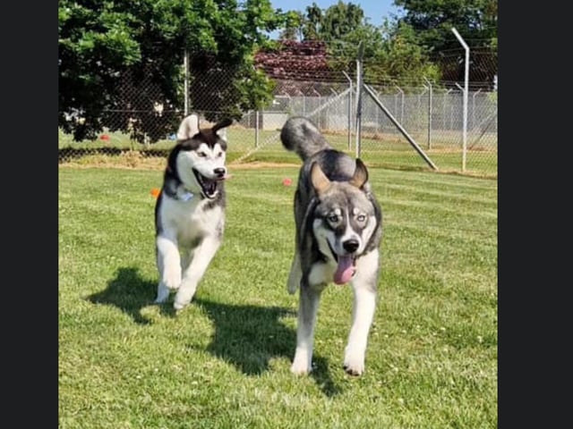 These two dogs are having fun while out enjoying the sun.