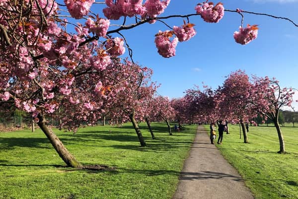 The Stray Cherry Blossoms in Harrogate.