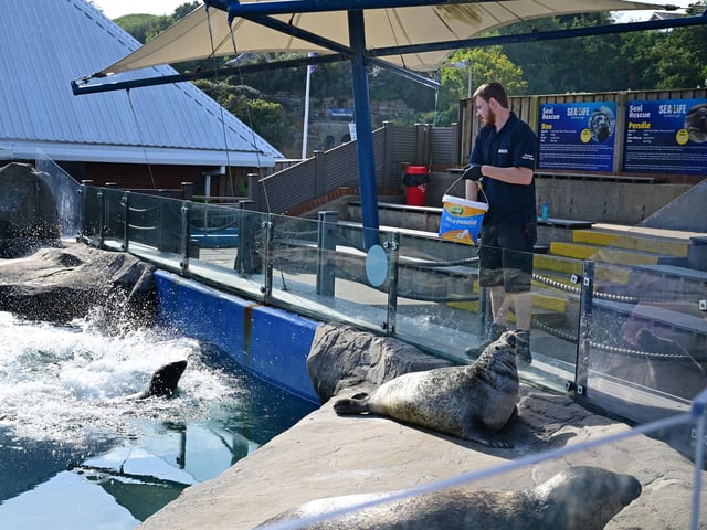 Feeding the charming seals.