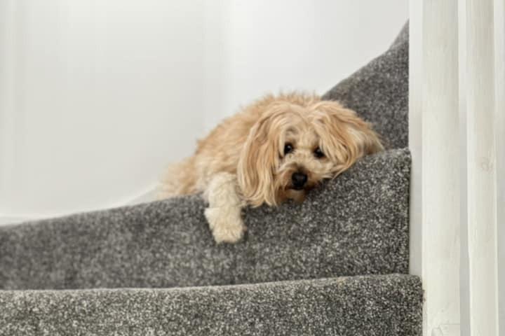 This bored Bridlington dog is hanging out on the stairs.