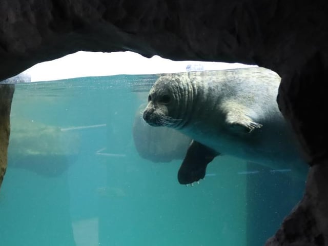 A curious seal takes a peak at the visiting dogs.