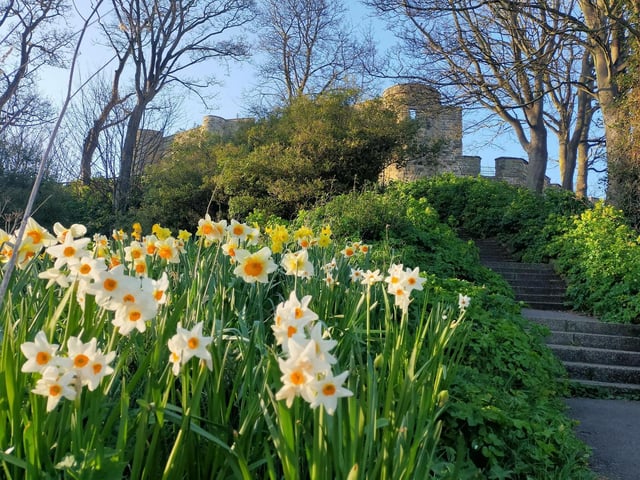 Spring daffodils and steps leading to Scarborough Castle, by Peter Robinson.