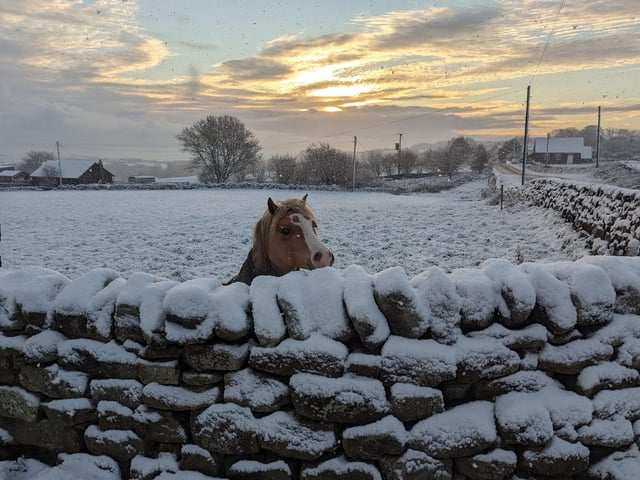 This cheeky chappy came to see what all the fuss was about.