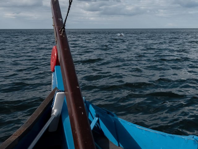 Dolphin seen from the boat deck. photo: Marisa Cashill