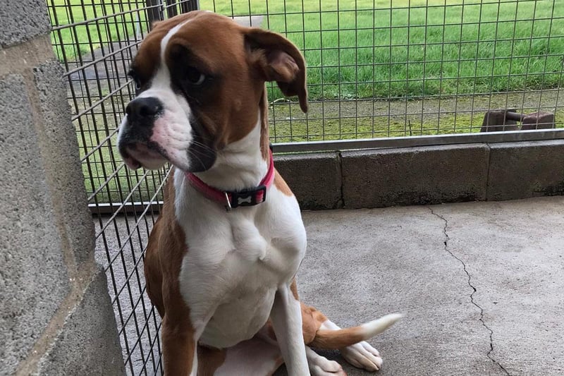 Rocky is a 18-month-old Boxer who was brought into Cliff Top Kennels as a stray. He has a lovely temperament and is waiting for his forever home. For more information, call 01723 870456 and speak with Jill.
