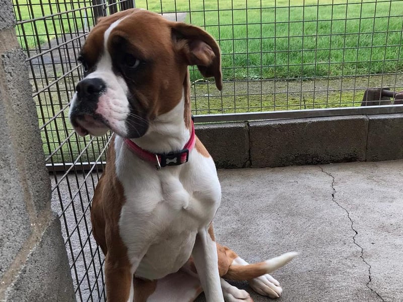 Rocky is a 18-month-old Boxer who was brought into Cliff Top Kennels as a stray. He has a lovely temperament and is waiting for his forever home. For more information, call 01723 870456 and speak with Jill.