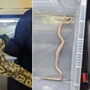 An abandoned ball python (left ) and a stray corn snake, both of which were rescued by the RSPCA. Credit: RSPCA.