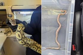 An abandoned ball python (left ) and a stray corn snake, both of which were rescued by the RSPCA. Credit: RSPCA.