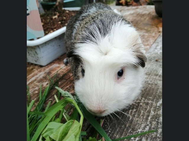 This is Stephen the Guinea Pig, enjoying some food in Scarborough.