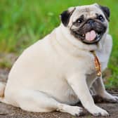 One third of Britain’s pooches are overweight according to survey