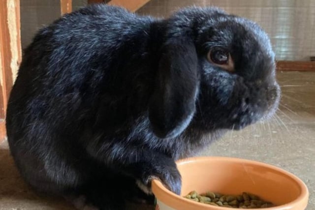 Thumper is a four-year-old cross-breed, and he is a neautered and vaccinated. The RSPCA say he is best suited to living on his own in an indoor home, and is the RSPCA's longest stay rabbit.  If you are interested call 07850190397 or head to the RSPCA website and fill out the Perfect Match Form.