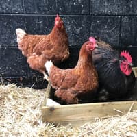 Poultry owners reminded to keep pets safe as bird flu returns