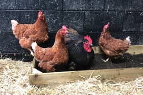 The RSPCA is urging people with backyard flocks to ensure they are following Government advice.