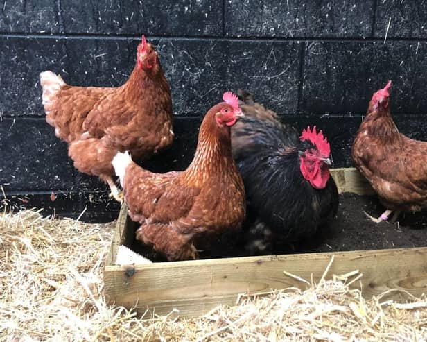 The RSPCA is urging people with backyard flocks to ensure they are following Government advice.
