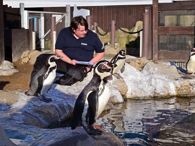 Russell Mole works with the penguins.