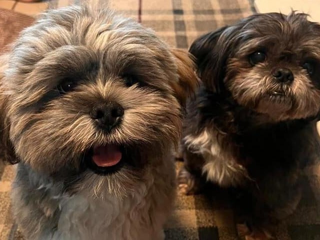 These two perfect pooches are called Ronnie and Gizmo.