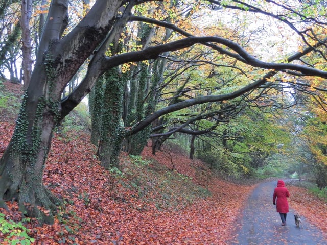 A walk in Mere Country Park.