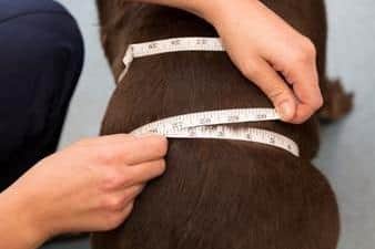 Each client will receive tailored advice on nutrition, exercise, and preventative care to keep their pet thriving.