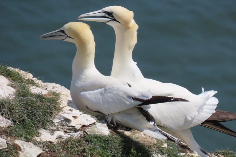 Here is a beautiful pair of gannets at Bempton Cliffs.