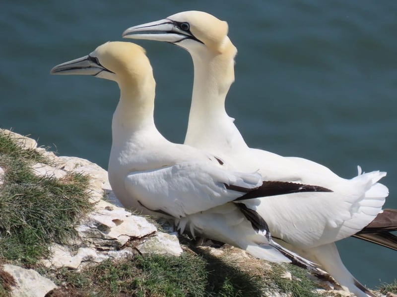 Here is a beautiful pair of gannets at Bempton Cliffs.