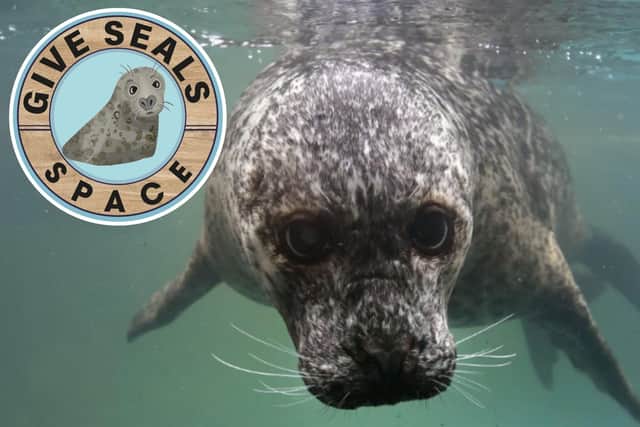 The Give Seals Space Campaign calls on the Government to reconsider previous recommendations and provide grey and harbour seals with legal protection. Photo: Ponter/ BDMLR.