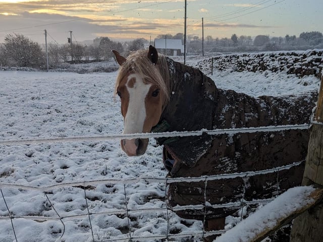 A gorgeous horse near Ravenscar!