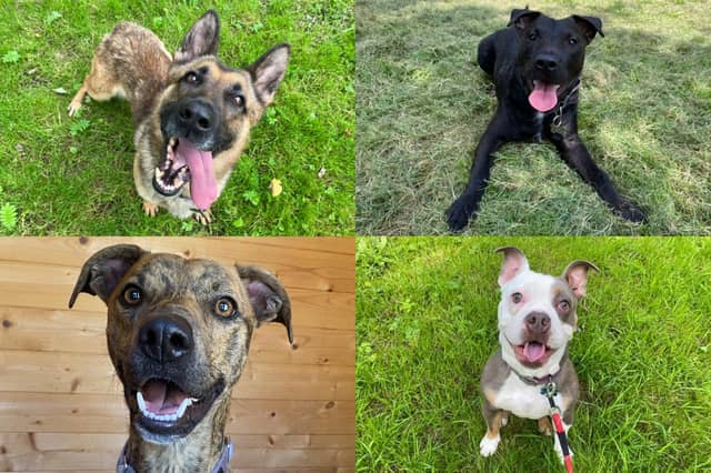 We take a look at 7 adorable dogs available for adoption and looking for their forever home at the RSPCA York, Harrogate and District branch