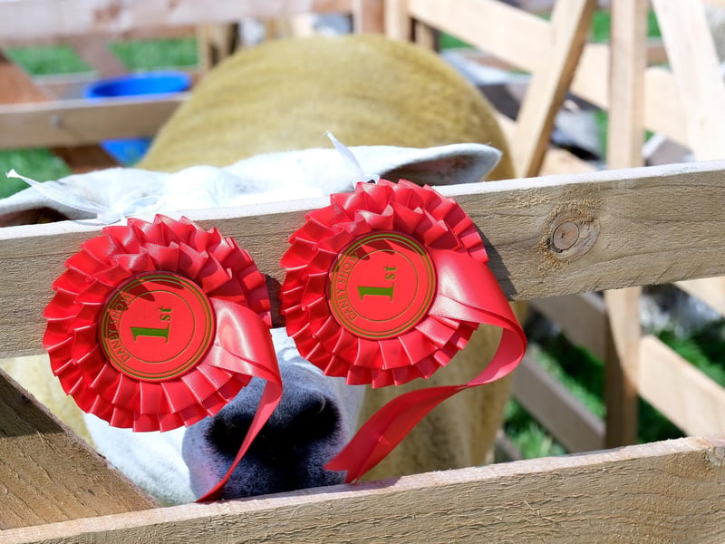The sheep eyes first prize.
picture: Richard Ponter