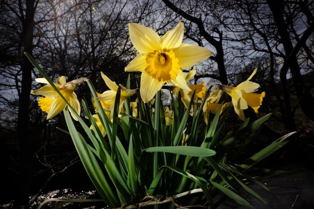 Daffodils have bloomed