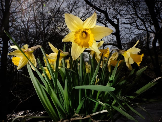 Daffodils have bloomed