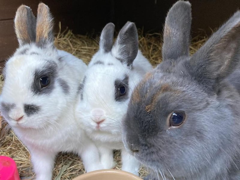 This trio of small rabbits are approximately 2 years old. This cute group of bunnies are all neutered and vaccinated and are looking for a home together. They are friendly rabbits and will need plenty of space. A shed with an attached safe and secure run would be ideal for them.