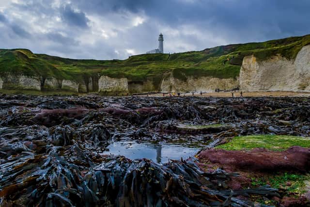 A Rockpool Safari will take place at Flamborough South Landing on Thursday, February 19.