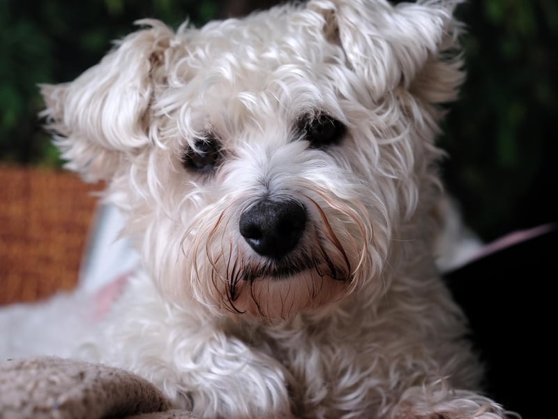 The idea of Snuffl and the indoor dog sensory garden is that eveything is "passive, and the dog's can scavenge using treats. There's lots of items with scent value , like gardening gloves, socks, clothing, and I even have rabbit bedding. The dogs can just go at their own pace."