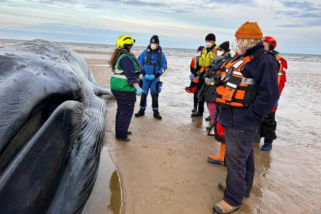 The BDMLR were called out at 2:30pm, May 2, to try and assist the stranded Fin Whale.