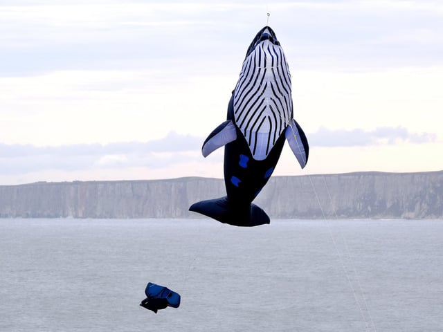 A leaping whale kite