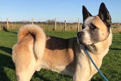 Larry is a seven-year-old Japenese Akita who has been looking for his forver home for 16 months. He would prefer to live where any chldren are at least teenagers and where there is plenty of room to run about. Call 01723 870456 and speak with Jill for more information.
