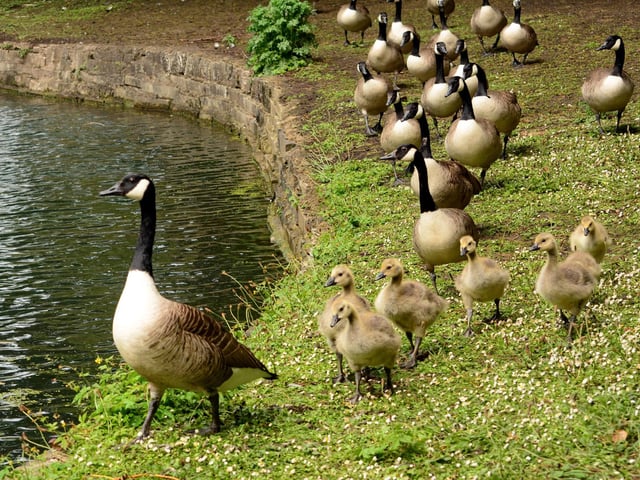 Geese going for a swim at Scarborough Mere, by Barbara Bateman.