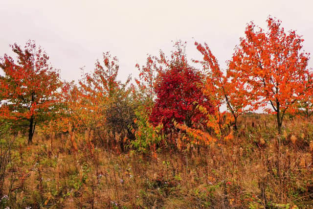 Stunning autumn colours.