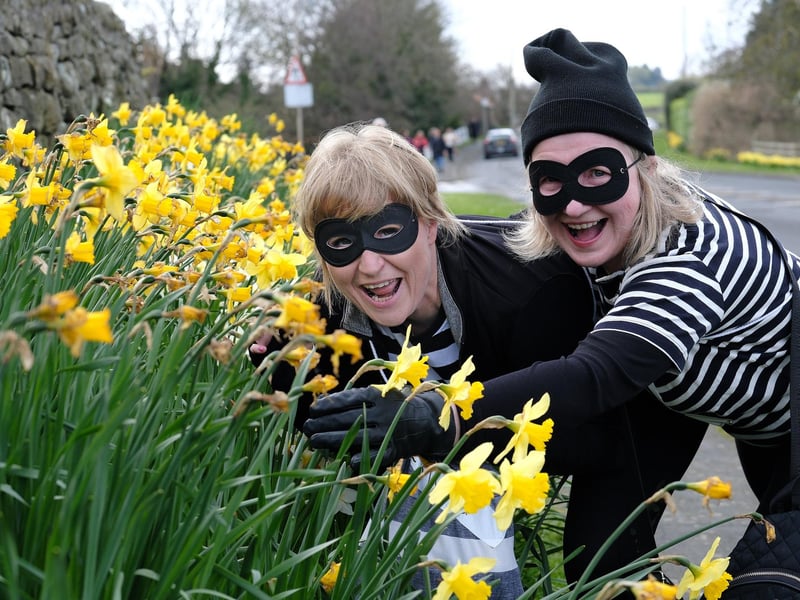 Robbers admiring the daffodils... or thinking of stealing a bunch!