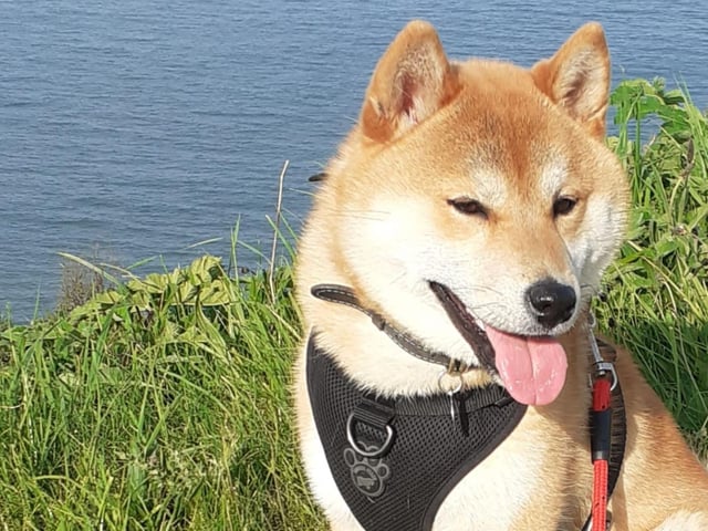 Foxy, submitted by Jeanette Mendola.