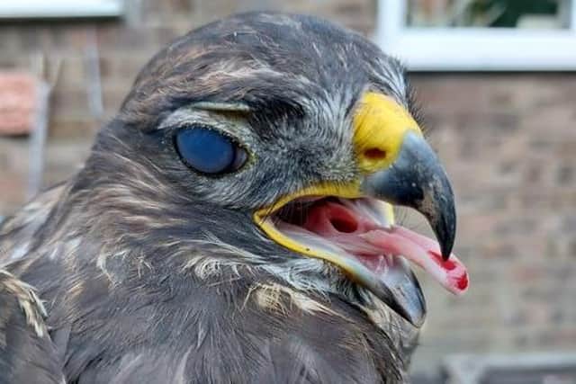 North Yorkshire Police are appealing for witnesses after a Buzzard was shot down in the North York Moors.