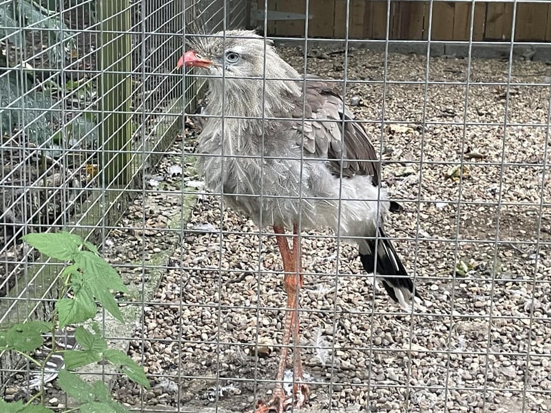 The red-legged seriema are some of the last remaining descendants of giant carnivorous flightless birds that lived in South America more than 60 million years ago.