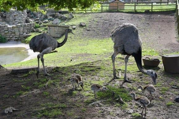 Greater rheas are the largest flightless bird in South America, and five chicks have recently been born at the Sewerby Hall zoo.