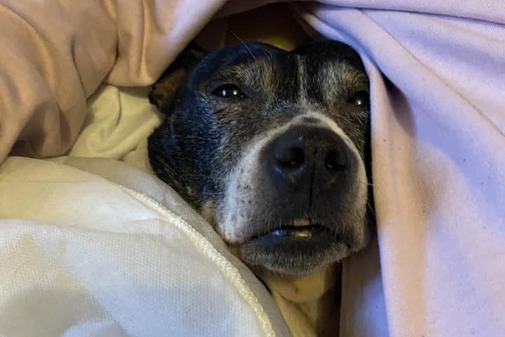 This snuggled up pup is Molly from Whitby; she was rescued from Maxi's Mates Rescue and Rehoming Centre.