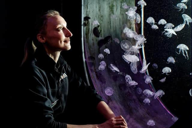Jellyfish Supervisor ( supervising some Jellyfish!)