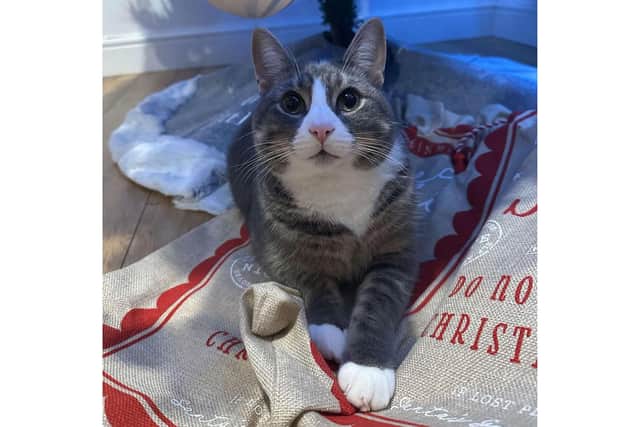 Kirby (now renamed as Mooney) is thriving in his new home - Image: RSPCA